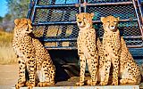 Velké Safari &Usmíření s Afrikou?